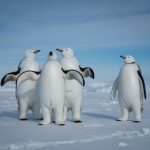 Traversées polaires : comment préparer une aventure en Arctique ou en Antarctique